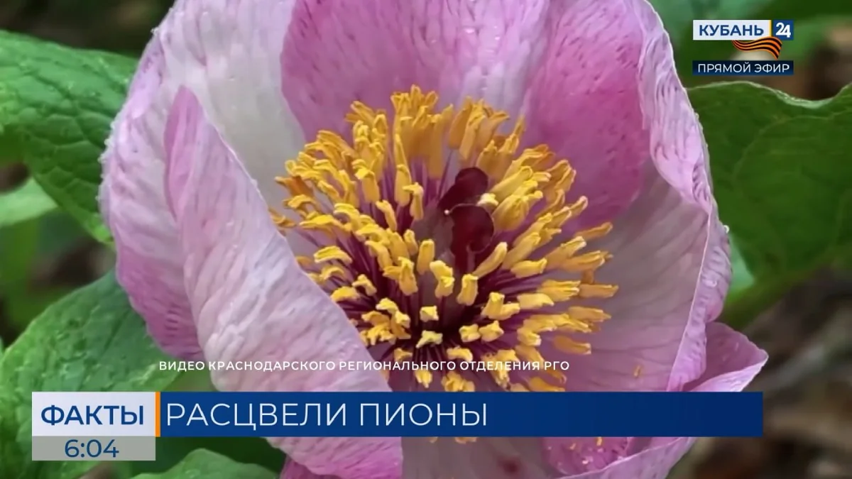 Редкие пионы зацвели в Сочинском нацпарке