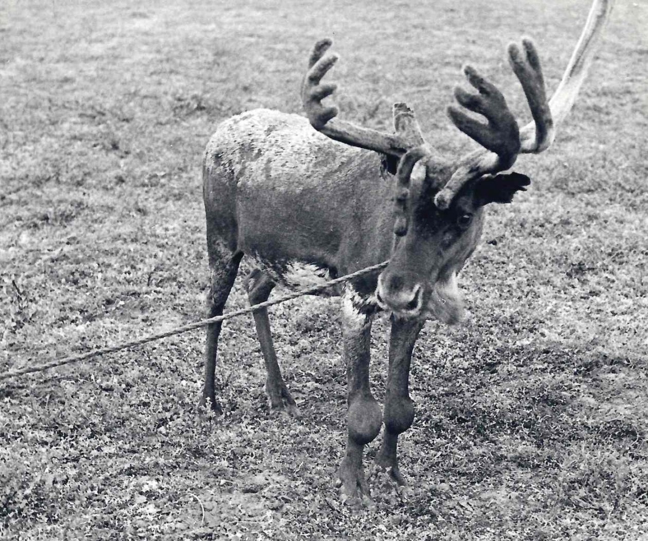 из личного архива Владимира Шейко