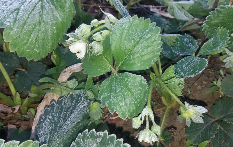 Куст клубники. Клубника цветы заморозок. Клубника после заморозков весной что делать. Клубника после заморозков весной что делать. Клубника после заморозков весной что делать.