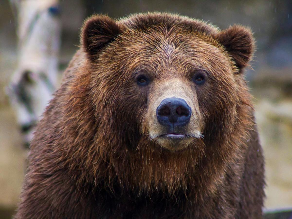 Медведя в Заельцовском бору ищут с квадрокоптерами