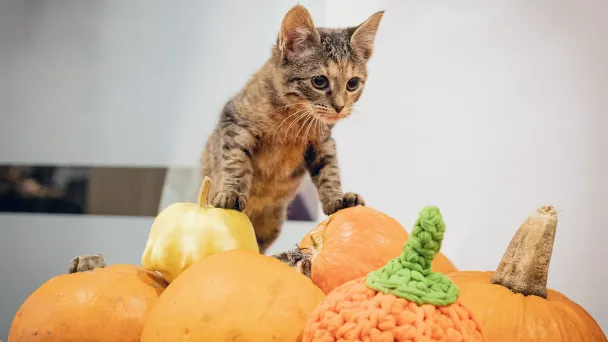 Фестиваль «Тыквы и Коты» (Фото DR)