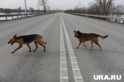 Собака напала на ребенка возле мясокомбината (архивное фото)