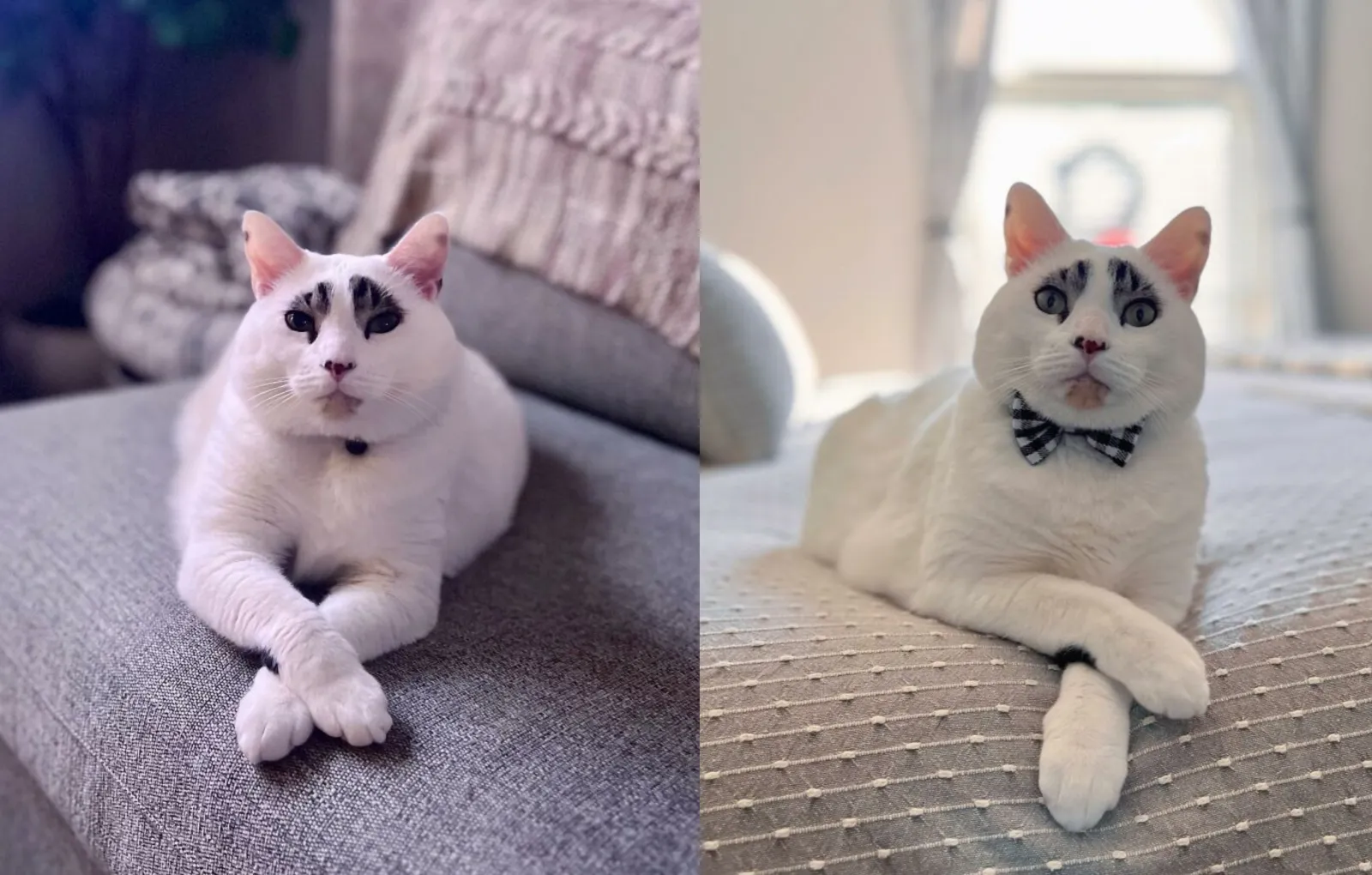 Накрашенные кошки