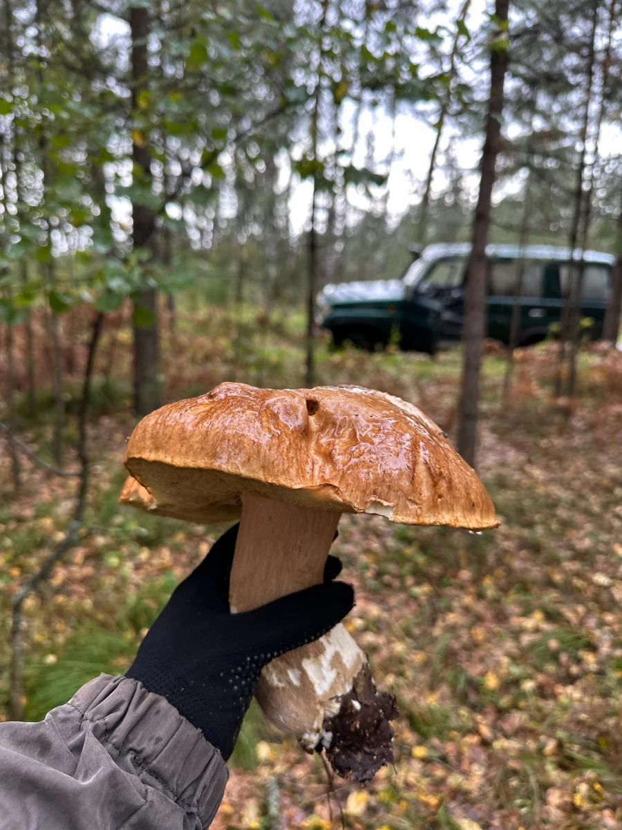 Грибы
