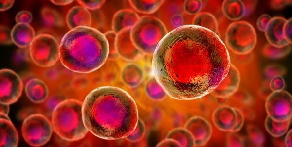 Фото: Biology Dictionary