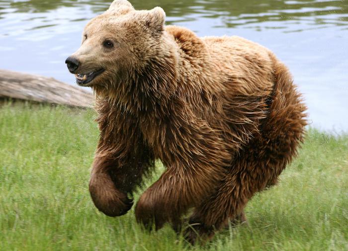В Румынии медведь напал на туристку у плотины Видрару