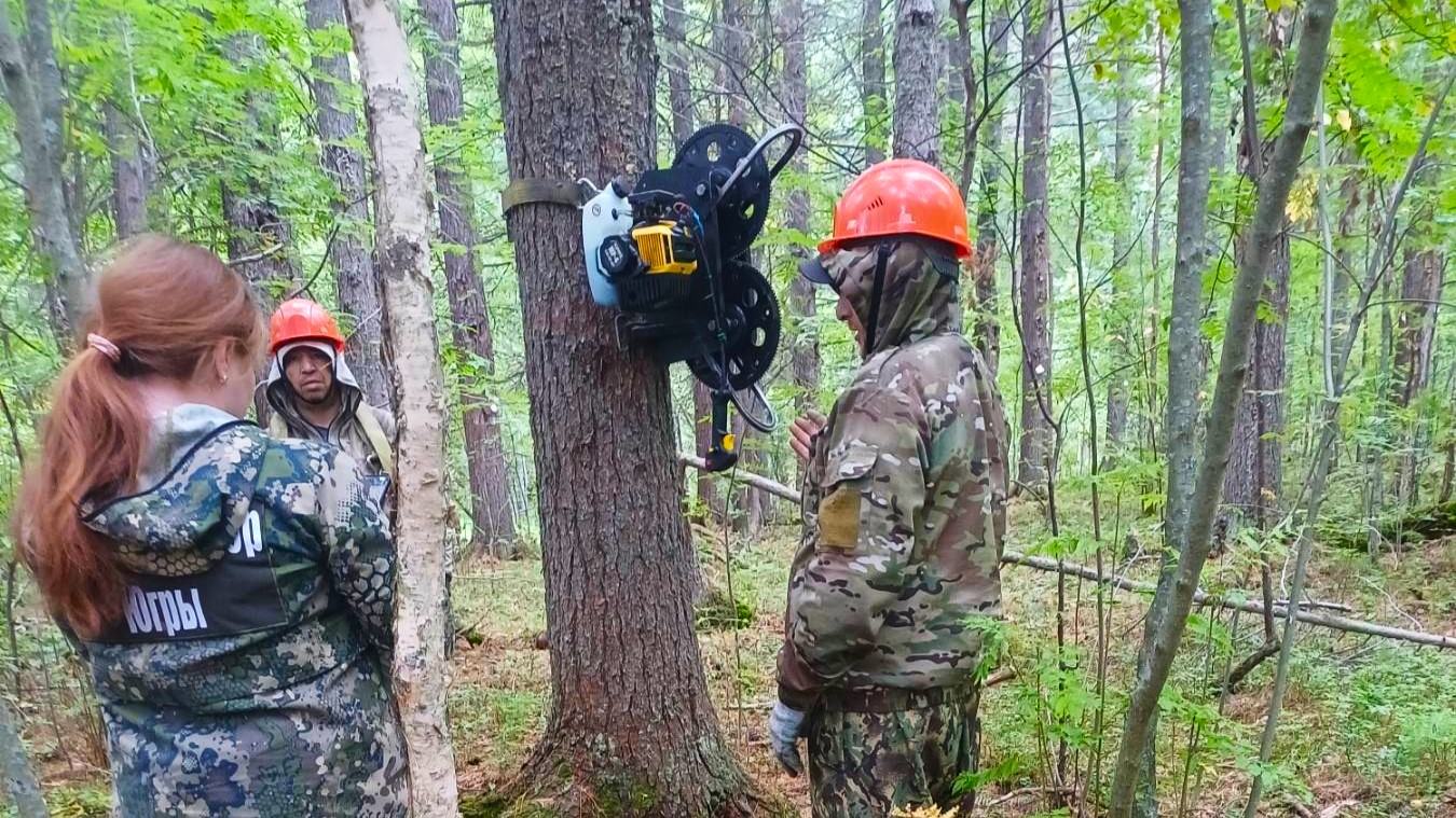 В Югре увеличили штрафы за повреждение деревьев при сборе кедровой шишки