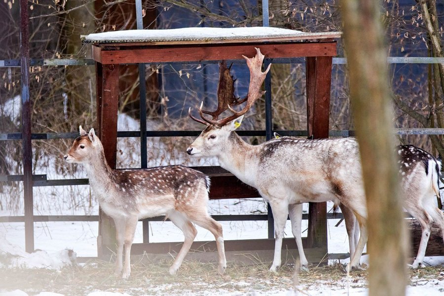 Экоцентр «Дом лани» Зеленограда стал самым популярным среди юных москвичей