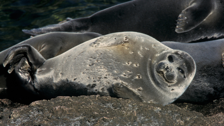 Около 700 мёртвых тюленей нашли на берегу в Дагестане. Поиски продолжаются