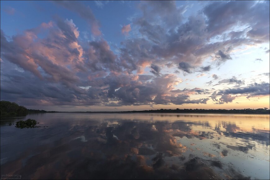 Розовые дельфины Черной реки