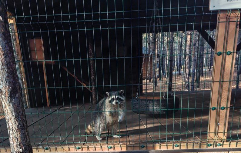 На Урале в контактном зоопарке незаконно эксплуатировали животных