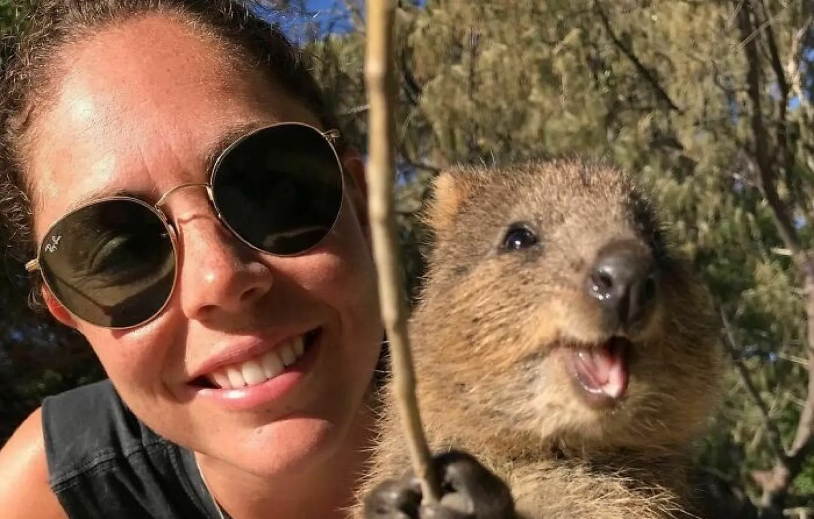 Квокка. Квокка сумчатый зверь. Ручки с зверьками. Кенгуру квокка. Австралия квокка.