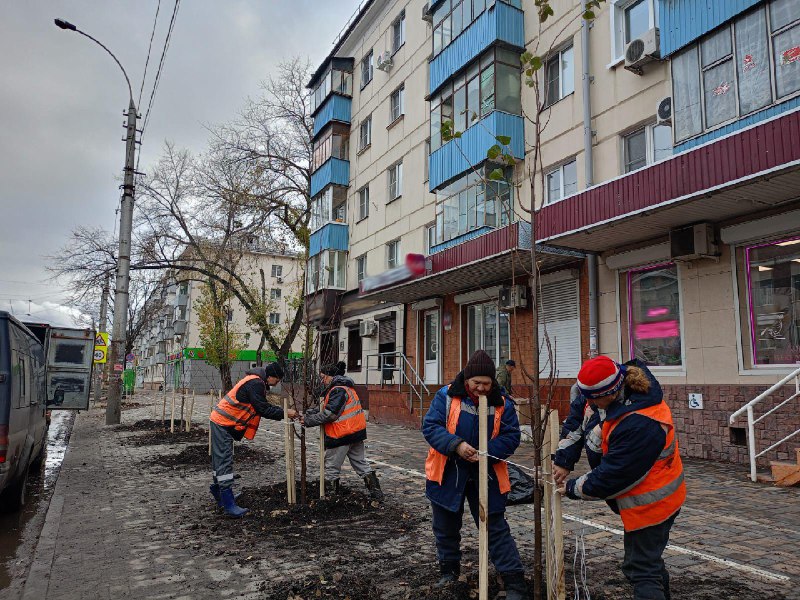 55 лип с сердцевидными листьями украсили проспект Мира в Липецке