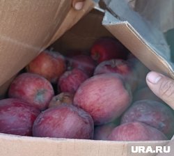 Партия яблок возвращена на территорию Казахстана 
