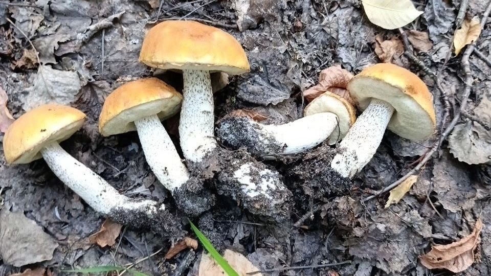 Собранные в лесу между обстрелами грибы