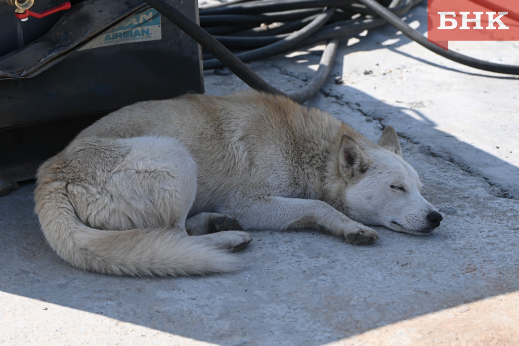 Администрация Эжвы выплатит 30 тысяч рублей за нападение собаки на девочку