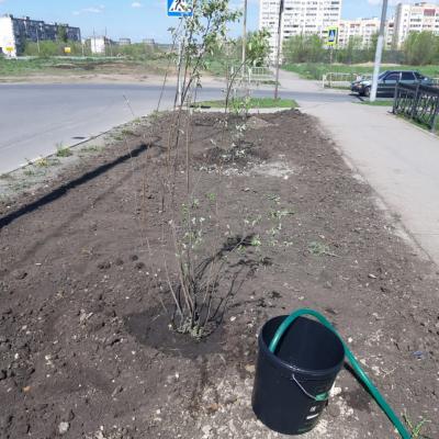 В Саратове посадили 45 деревьев на бульваре Героев Отечества
