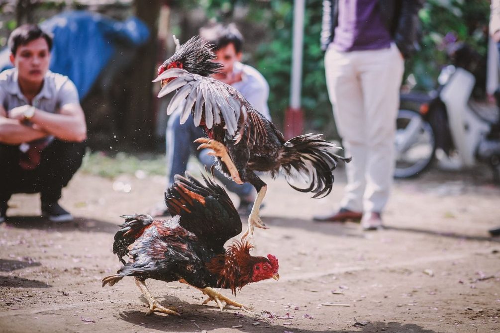 Роковые петухи-убийцы: в Индии птицы зарезали двух человек во время петушиных боёв
