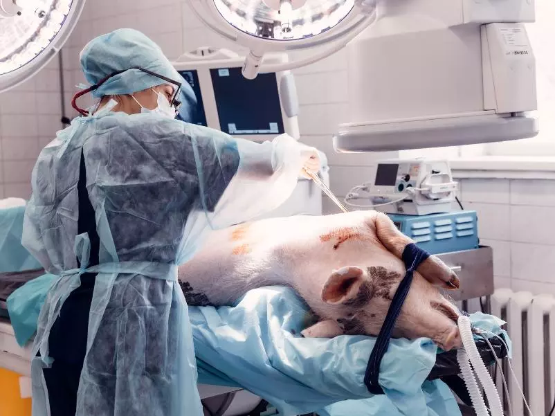 Самораскрывающийся клапан-содержащий протез легочной артерии для транскатетерного протезирования у детей прошел доклинические испытания на карликовых домашних свиньях.