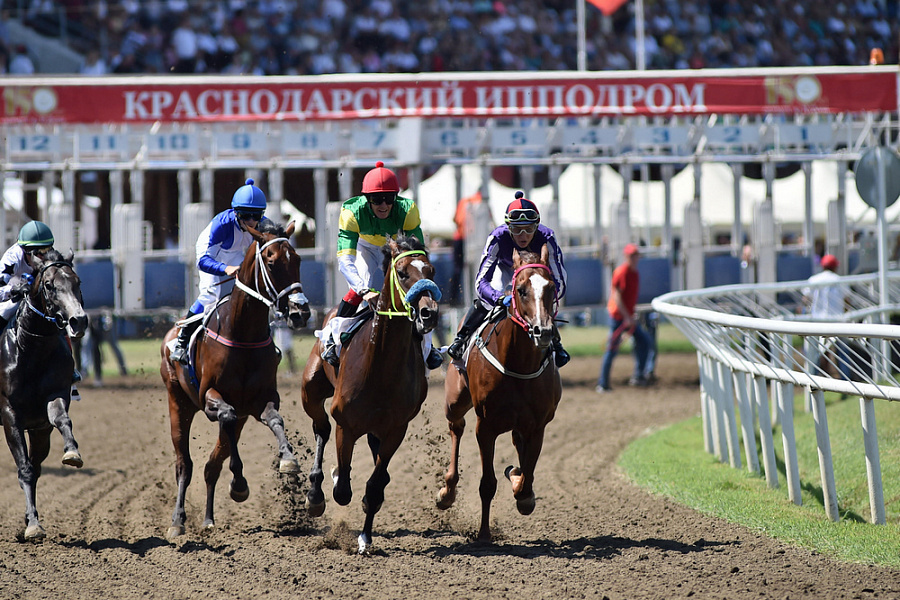 Скачки (ат чабыш). Кубок губернатора скачки. Скачки на краснодарском ипподроме. Скачки на тяжеловозах. Скачки краснодарский ипподром 2023.