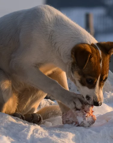 Бастрыкин потребовал доклад о нападении бродячих собак на девочку в Кузбассе