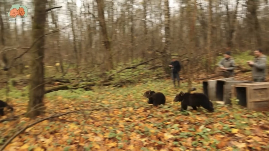 Угра, Нара и Касьян вернулись в дикую природу
