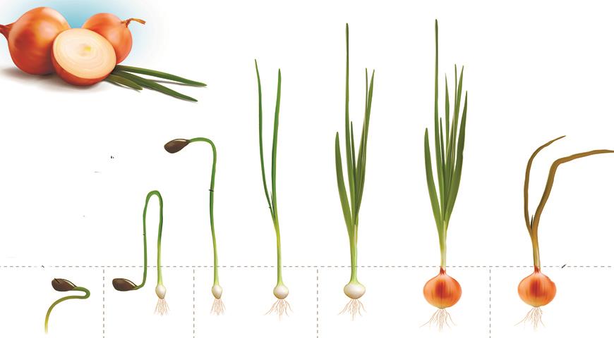 рост луковицы