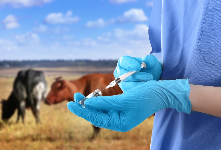 В севастопольском регионе продолжается диагностика и вакцинация крупного рогатого скота: на следующей неделе ветеринары обслужат 14 сел