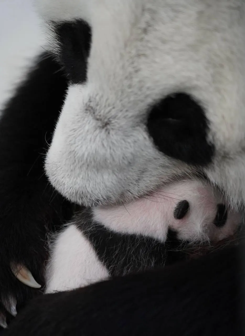 Панда детеныш москва. Мама Панда с детенышем. Новорожденная Панда. Панды с малышом. Новорожденные панды.
