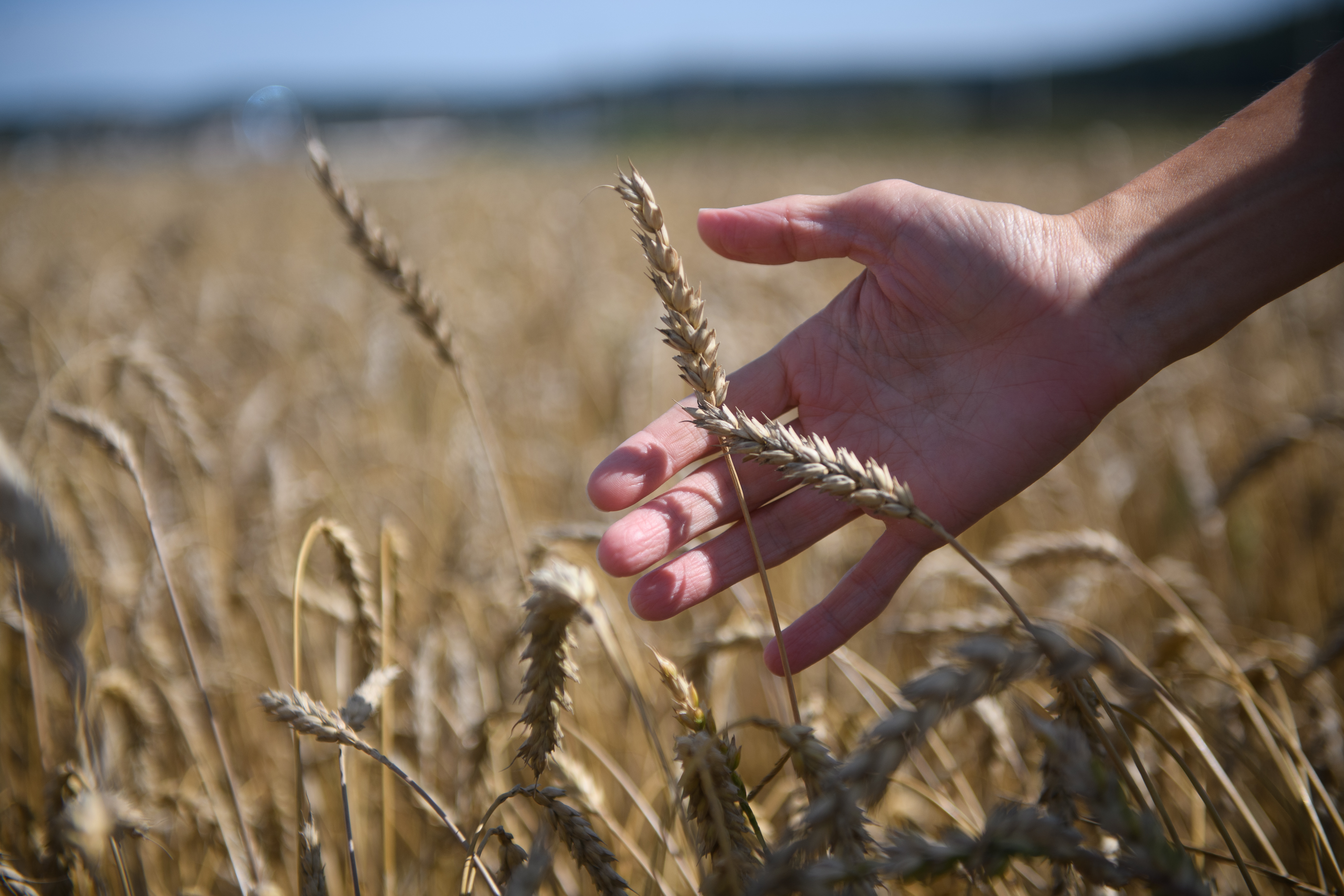 агропромышленный комплекс. Rising average incomes agriculture food system 2021. растениеводство и животноводство. прибыль сельского хозяйства емисс. сельскохозяйственная промышленность.