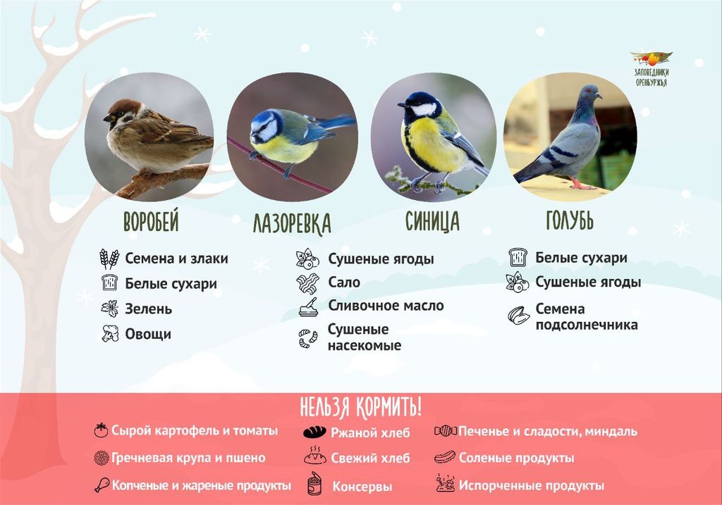 Можно ли давать птицам рис. Можно ли давать птицам рис