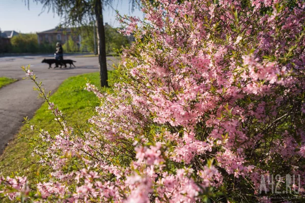 В Кузбассе на выходных потеплеет до +22