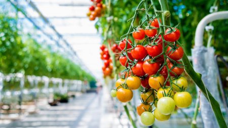 Саратовская область вновь вошла в число регионов-лидеров по производству тепличных овощей