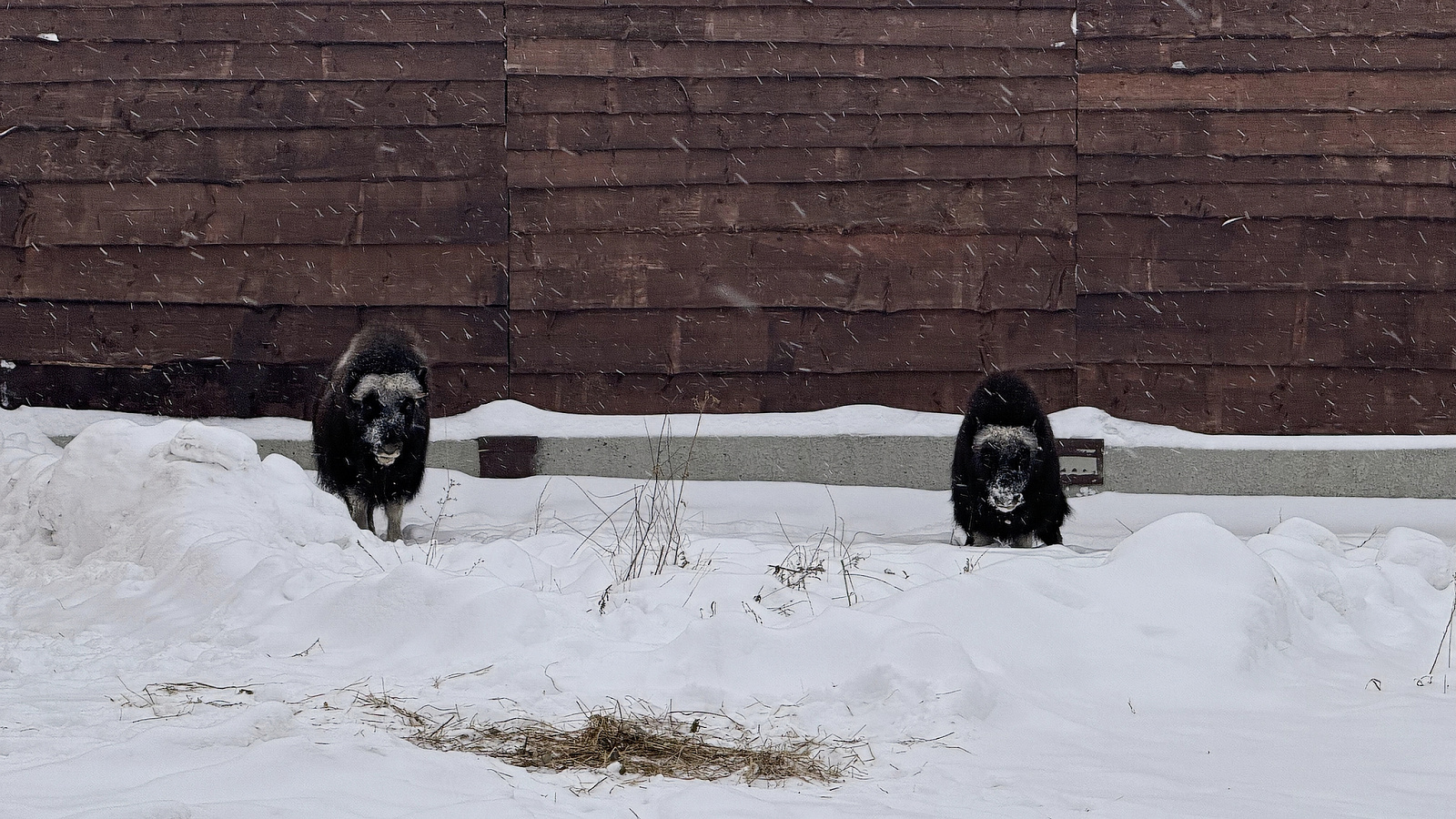 Ямальские овцебыки прибыли в Пермь