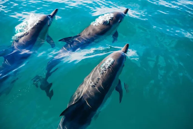 Как гибель кубанских дельфинов связана с активностью вулканов по всему миру, рассказала эколог