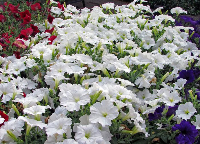 Подборка белых цветов для участка