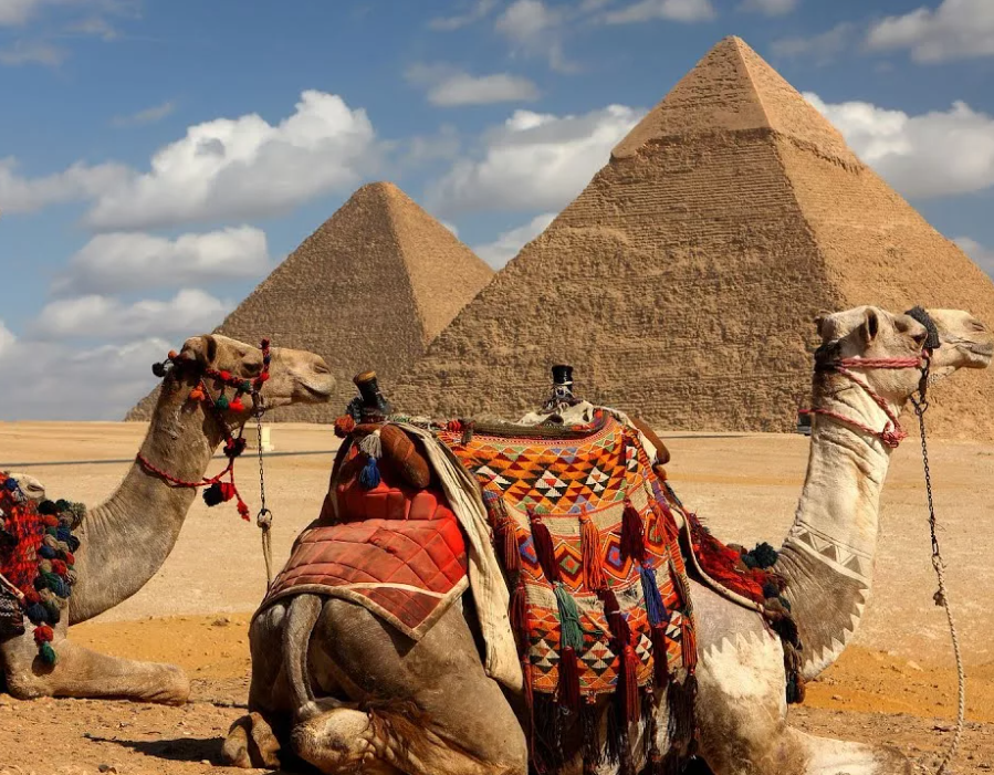 Выбор тура в египет. Цветы в Египте. Giza and the Pyramids. Egypt Family.