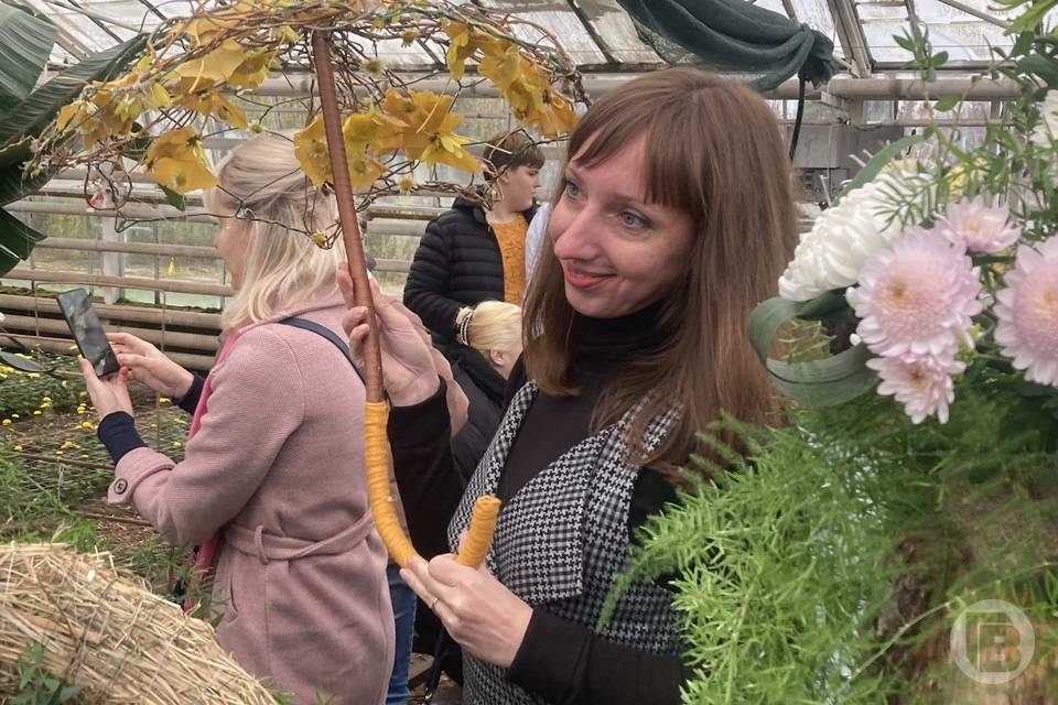 Бал хризантем волжский. Ботанический сад Волжский. Фестиваль хризантем. Ботанический сад в ноябре. Цветочный бал Ботанический сад Волжский.