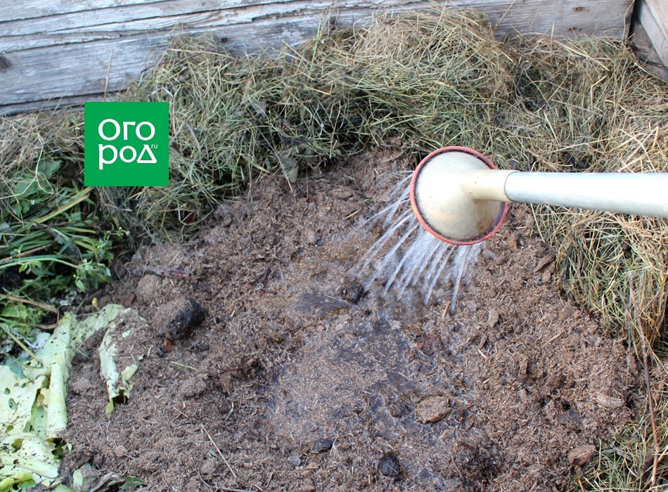 Фото ogorod.ru / Горбачёнок Екатерина