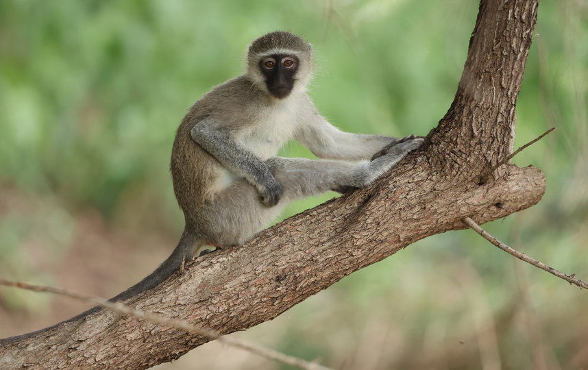 Более 20 новых случаев заболевания оспой обезьян обнаружены в Таиланде за последние месяцы. Фото Getty