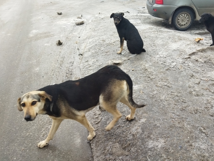 В саратовских районах поймают более 150 собак