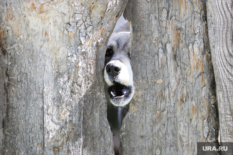 Дачные участки. Курган, собака, злая собака, забор