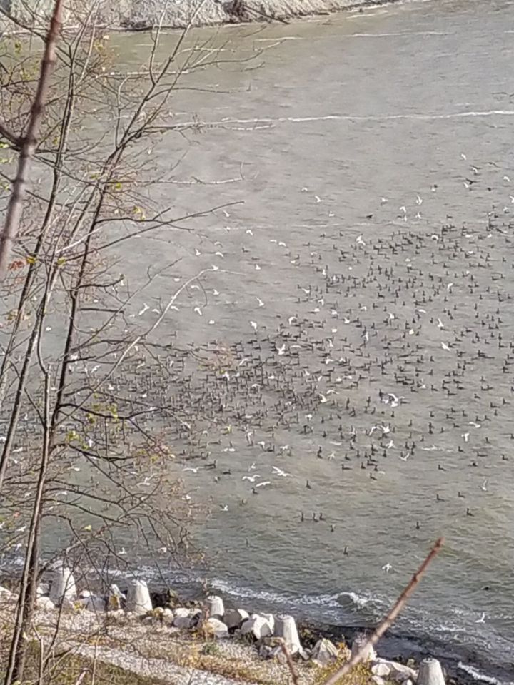 Птичий грипп опасен для человека