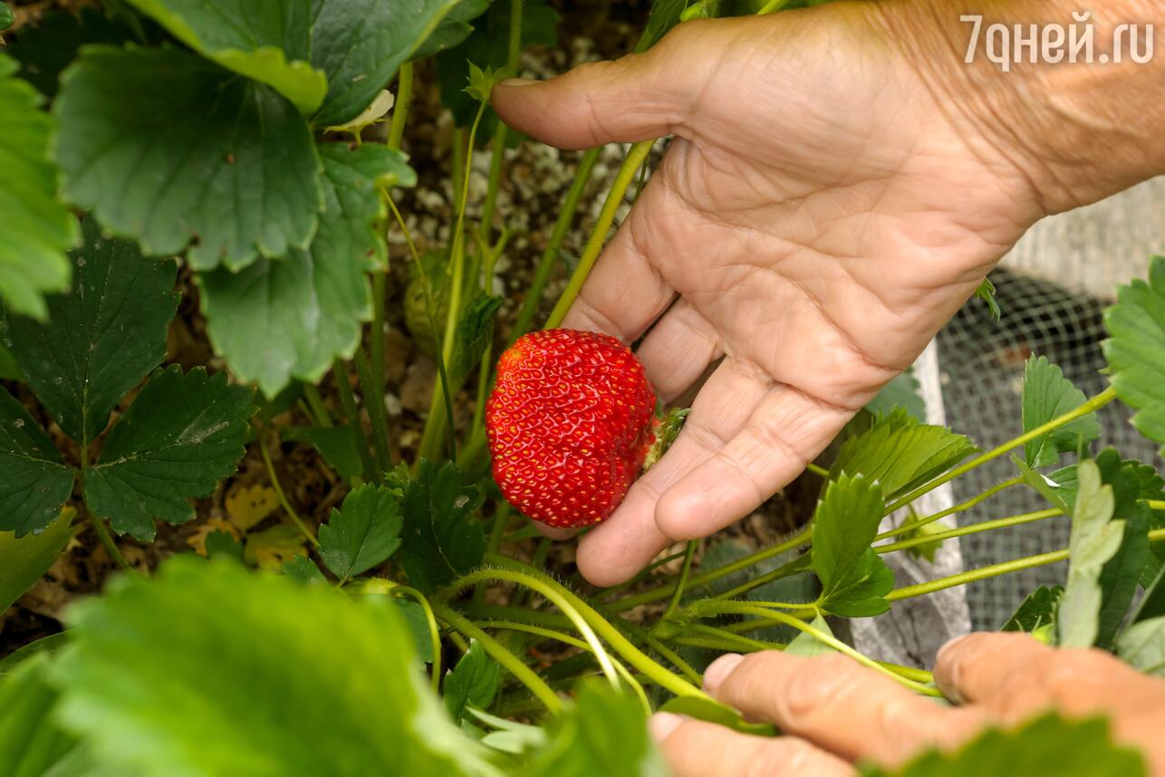 Сорт клубники кимберли. Рассада клубники в подмосковье. Клубника ремонтантная рассада. Земляника садовая румба. Земляника садовая вима тарда.