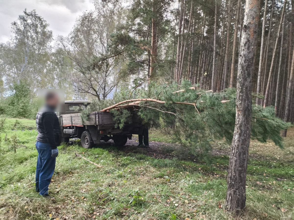 Уголовное дело о незаконной рубке леса возбудили в Копейске*