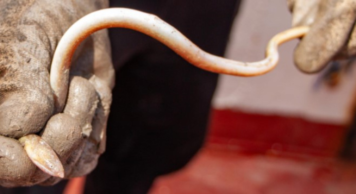 Водяная змея, пойманная в телегрейфер и отпущенная на волю