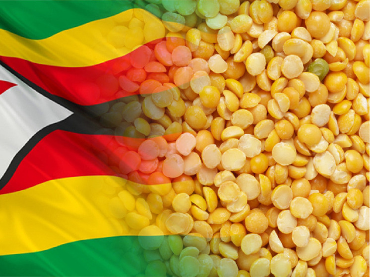 Более 350 тонн алтайского гороха проверили перед гуманитарной отправкой в Зимбабве