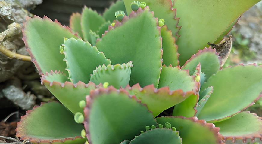 Kalanchoe cuidados interior o exterior