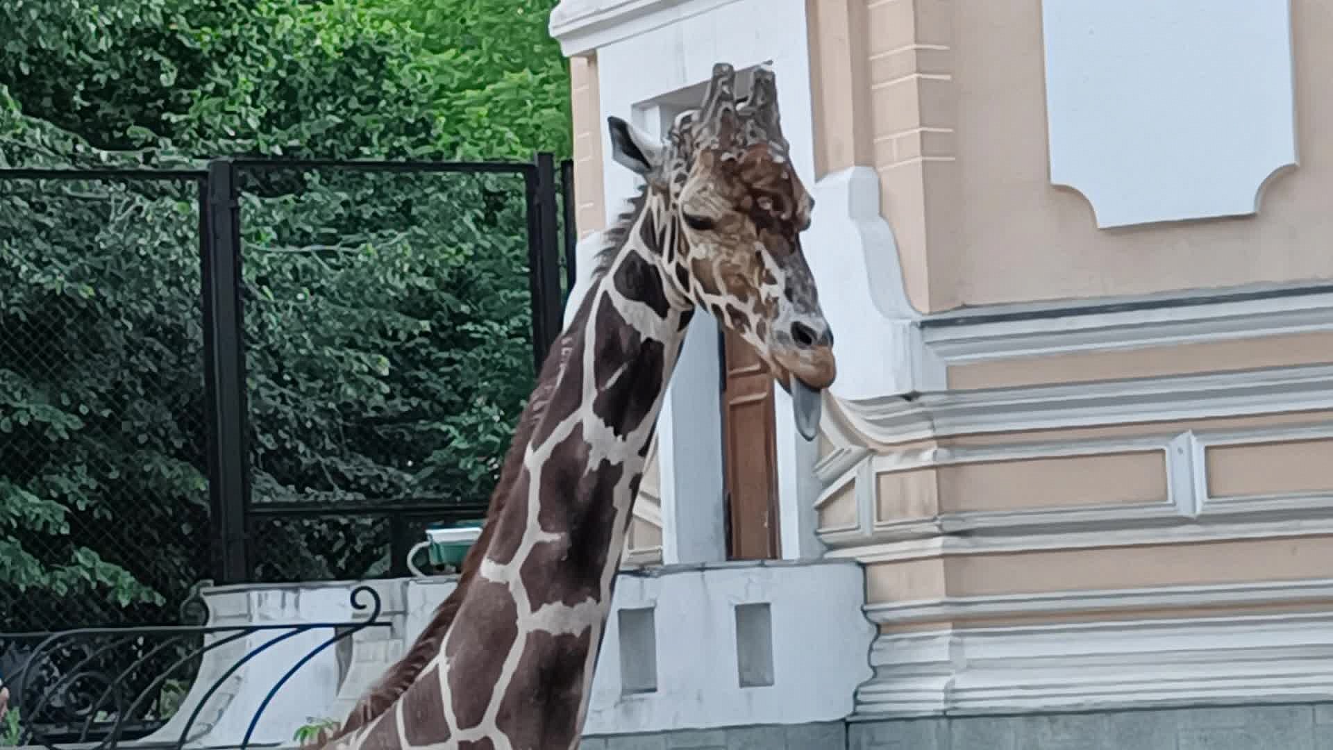 жираф самсон в московском зоопарке