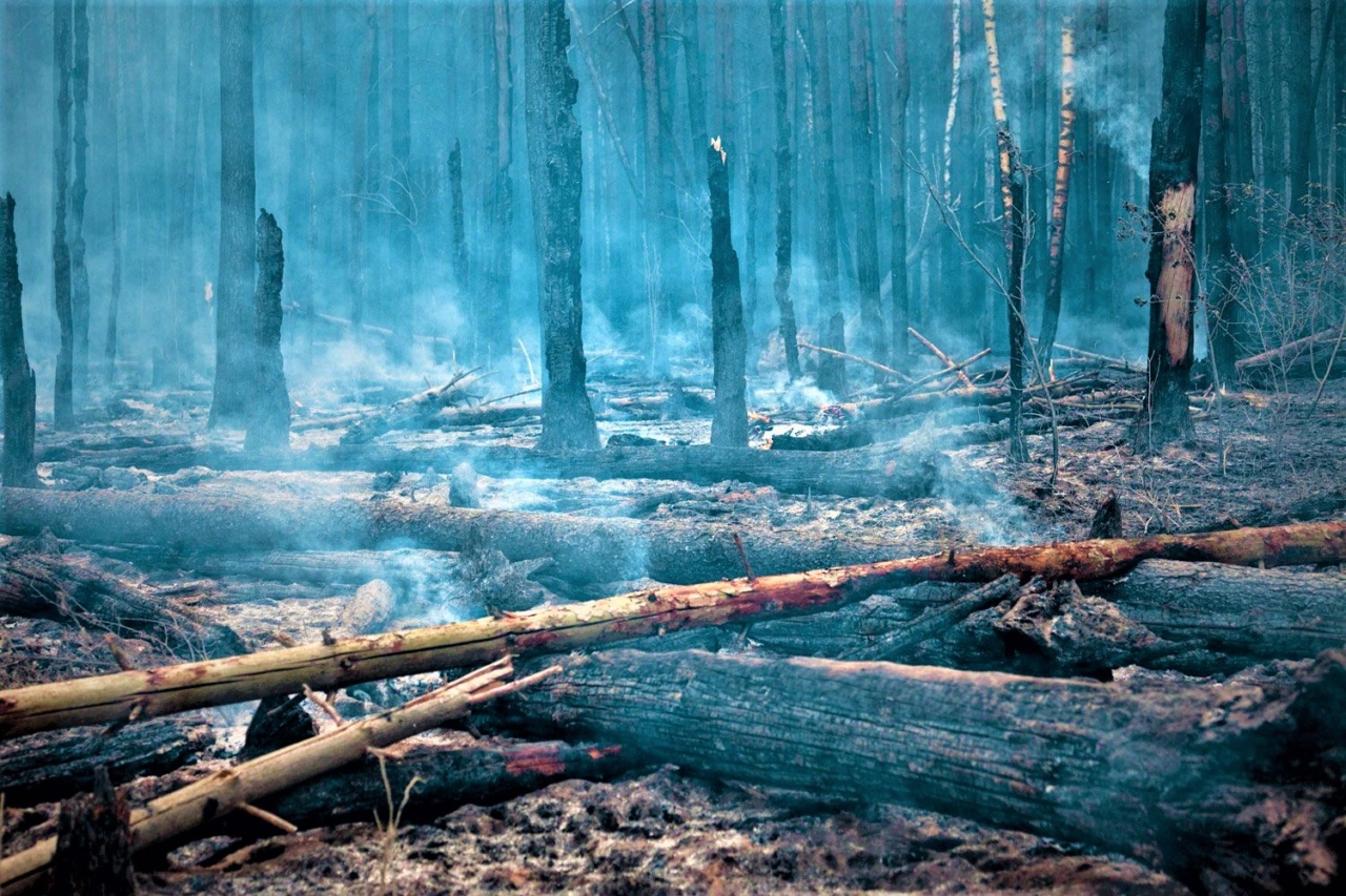 В Югре самый большой среди регионов УрФО ущерб от лесных пожаров
